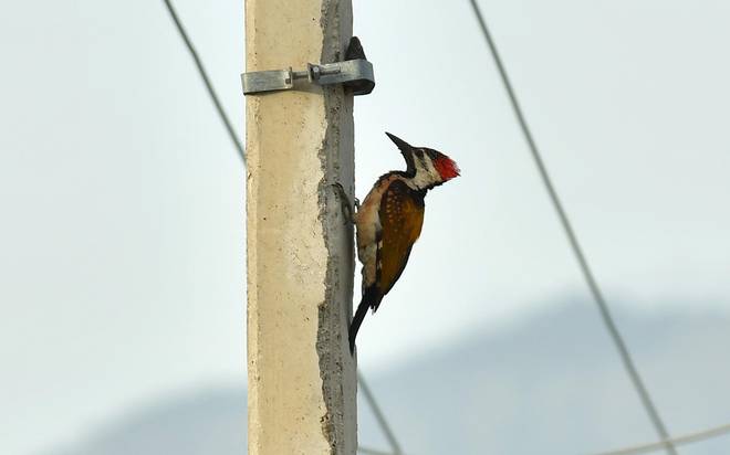 DINDIGUL WOODPECKER